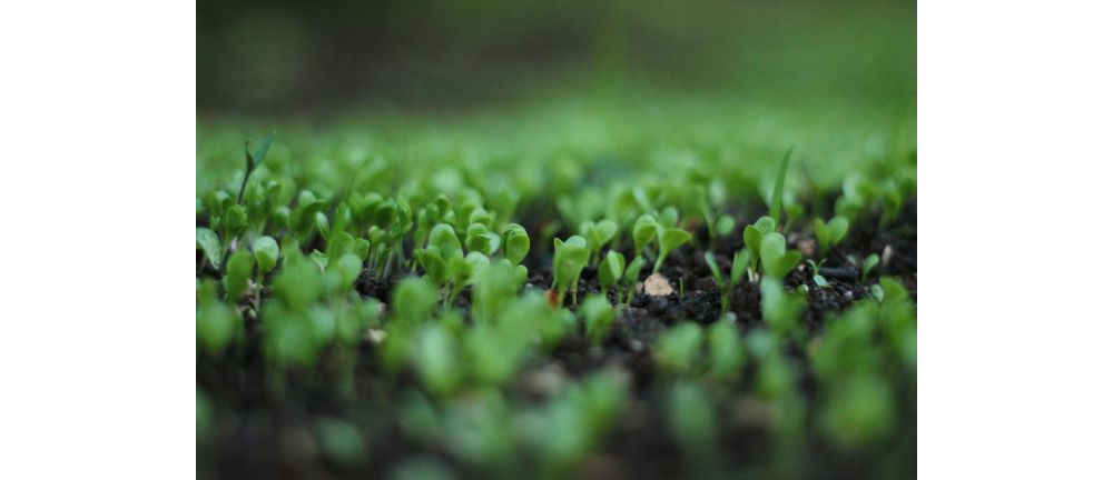 Why Buy Organic?