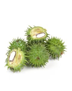 Castor Oil - Organic