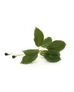 Camphor Oil - White