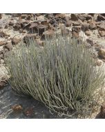 Candelilla Wax N.F.