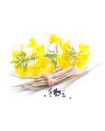 Canola Oil - Non-GMO