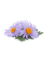 Chamomile Oil - Blue