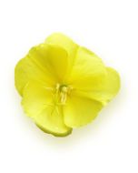 Evening Primrose Oil - 10% GLA Organic