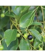 HO Leaf Oil