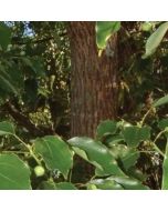 HO Wood Oil 