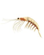 Krill Oil - NKO™