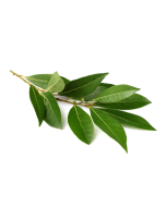 Laurel Leaf Oil