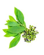 Litsea Cubeba Oil