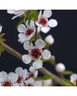 Manuka Oil