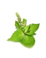 Peppermint Oil (Arvensis)