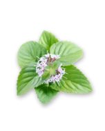 Peppermint Oil (Piperita)