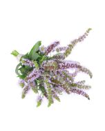 Spearmint Oil
