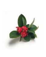 Wintergreen Oil