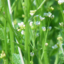 Abyssinian Oil