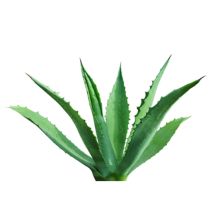 Agave Nectar Raw - Organic