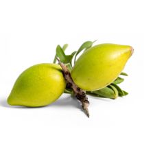 Argan Oil - Virgin Organic