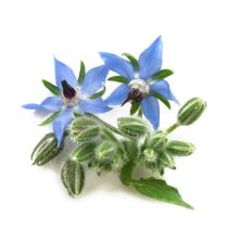 Borage Oil - 18% GLA Organic