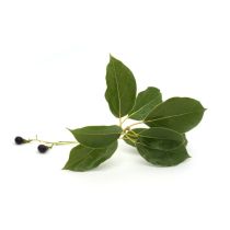 Camphor Oil - White Organic