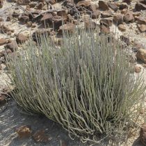 Candelilla Wax N.F.
