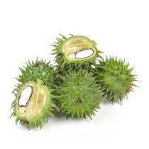 Castor Oil - Refined Organic