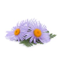 Chamomile Oil - Blue Organic