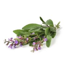 Clary Sage Oil