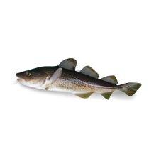 Cod Liver Oil - 1,000A/100D I.U. Per Gram