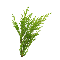 Cypress Oil 