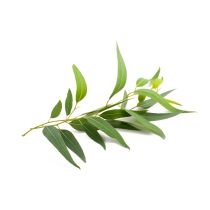 Eucalyptus Oil - Globulus