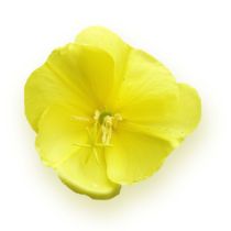 Evening Primrose Oil - 10% GLA Organic