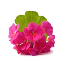 Geranium Oil