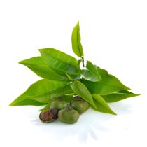 Green Tea Seed Oil - Virgin