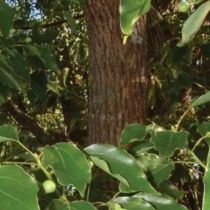 HO Wood Oil 