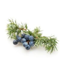 Juniper Berry Oil