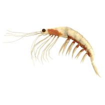 Krill Oil - NKO™
