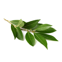 Laurel Leaf Oil