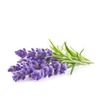 Lavender Oil - Organic