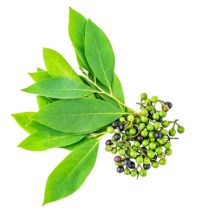 Litsea Cubeba Oil - Organic
