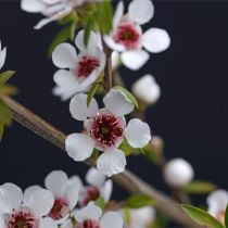 Manuka Oil