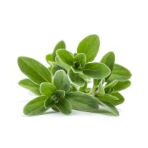 Marjoram Oil