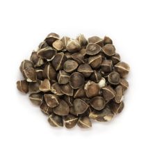 Moringa Oil - Virgin Organic