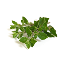 Oregano Oil - Vulgare