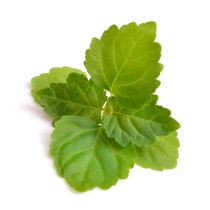 Patchouli Oil - Light