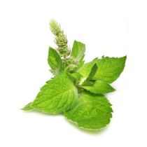 Peppermint Oil - Arvensis Organic