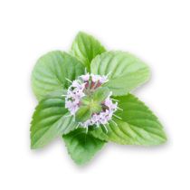 Peppermint Oil - Piperita Organic
