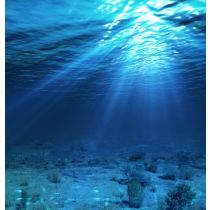Shark Liver Oil - 24% Alkoxyglycerol