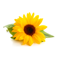 Sunflower Lecithin - Liquid Non-GMO