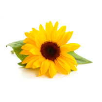 Sunflower Lecithin - Liquid Organic