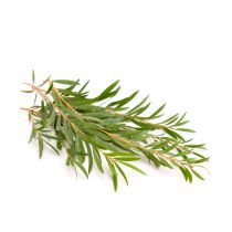 Tea Tree Oil - Australian