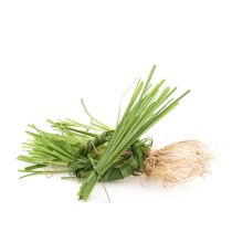 Vetiver Oil - Haiti